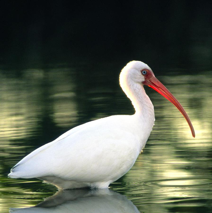 ibis_4