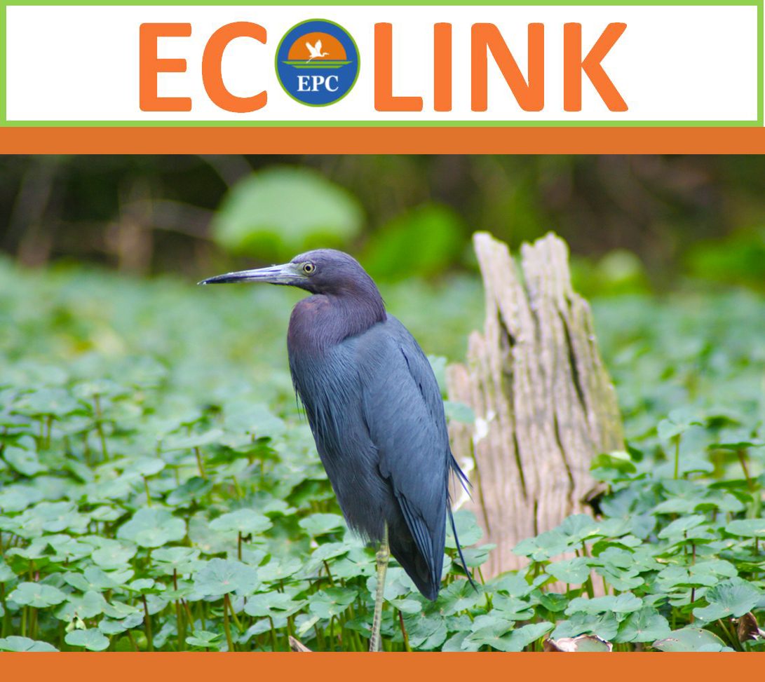 ecolink newsletter image for SM