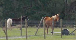 horse image