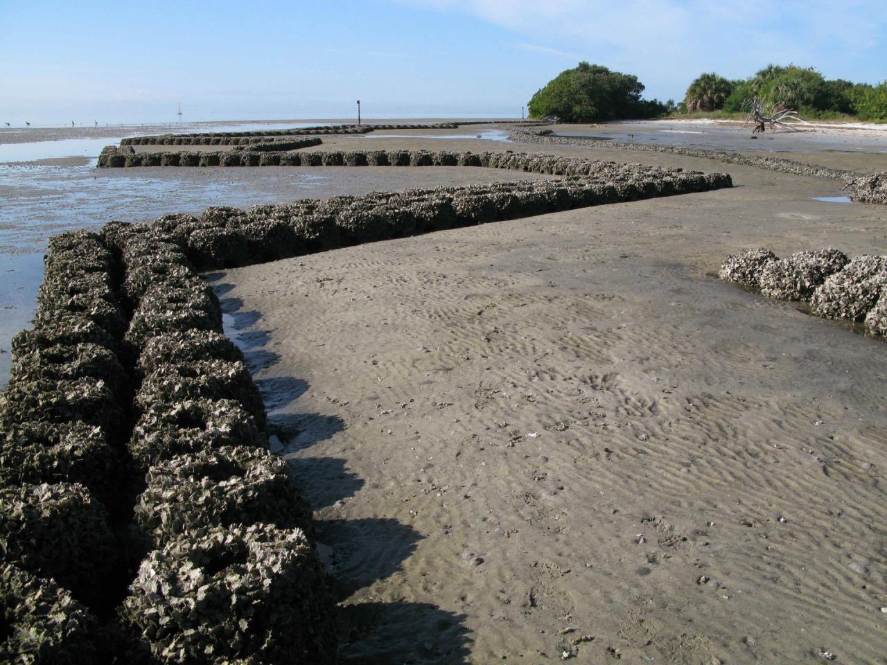 Oyster Reef Shoreline