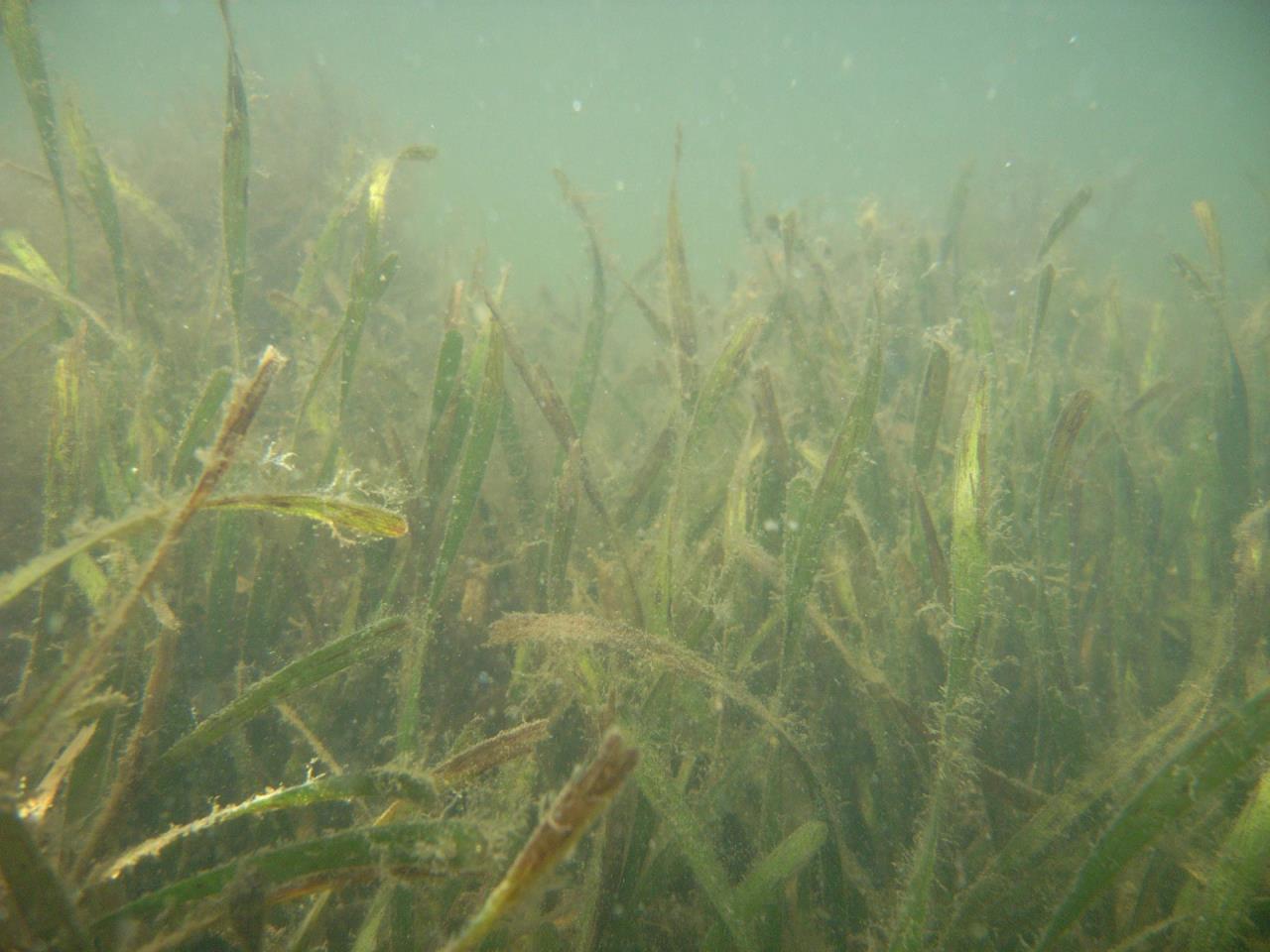 underwater weeds