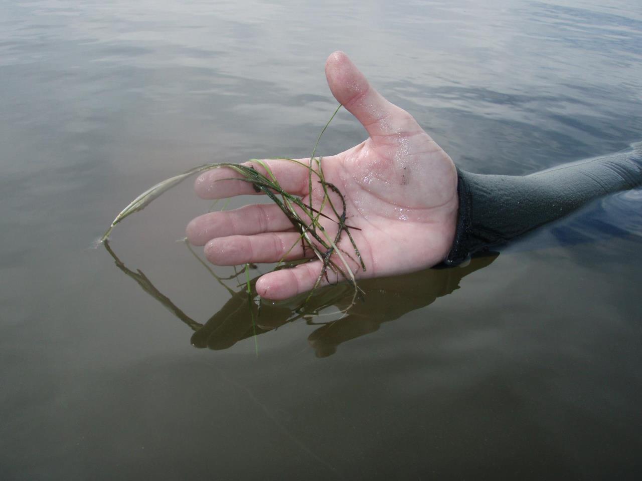 hand in water showing seaweed