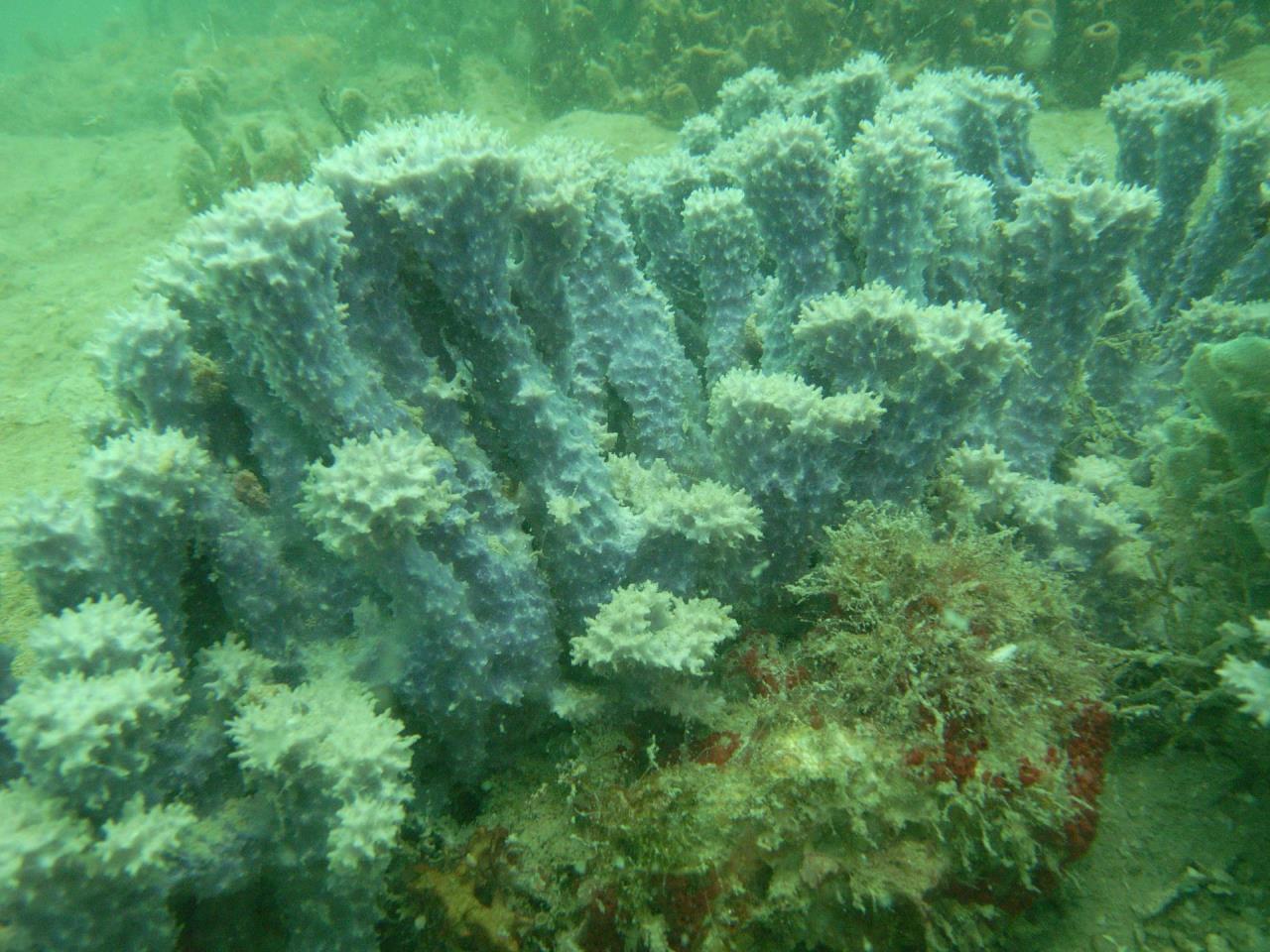 underwater coral