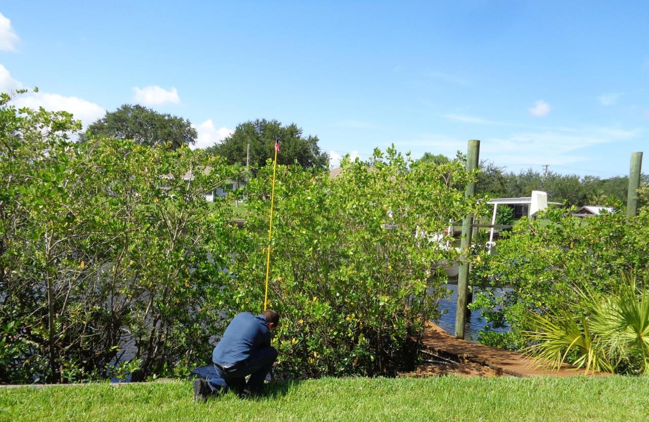 Mangrove measurements