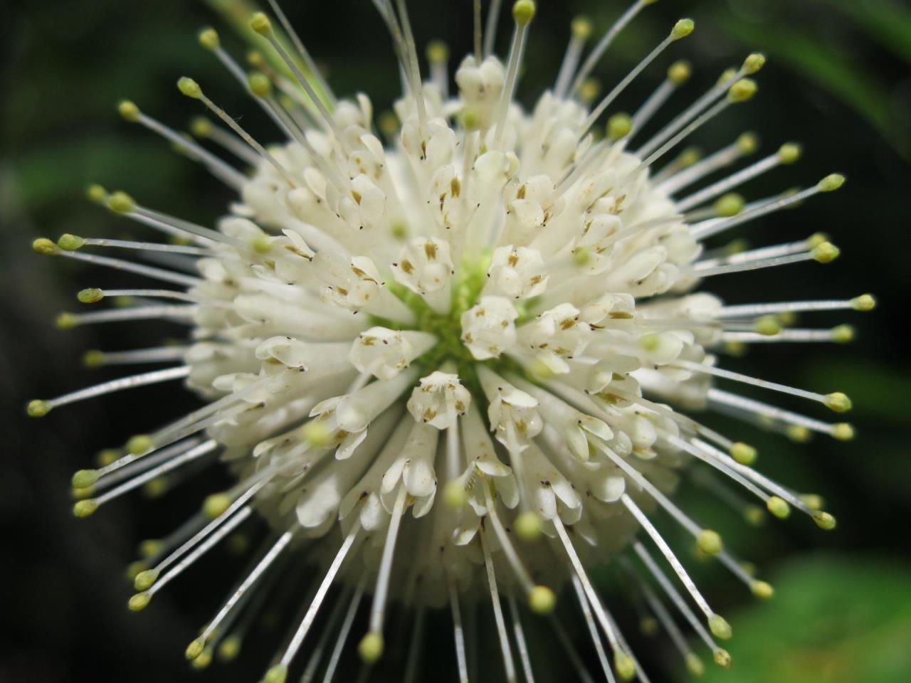 Buttonbush Flower